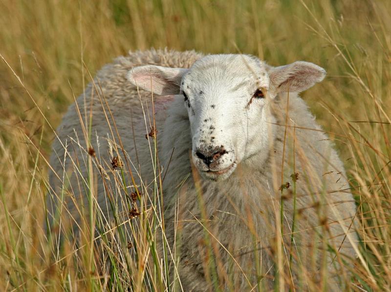Yet another sheep