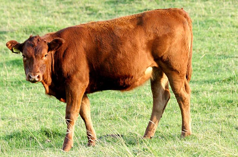 Yorkshire cow