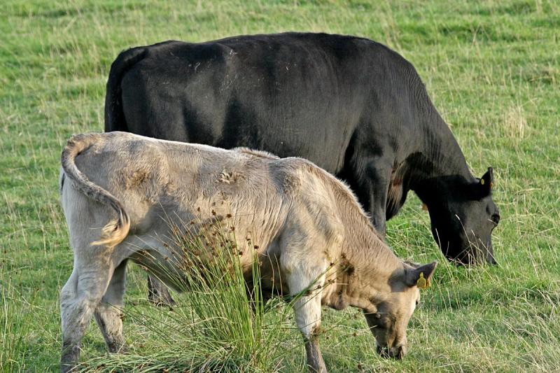 Two Yorkshire cows