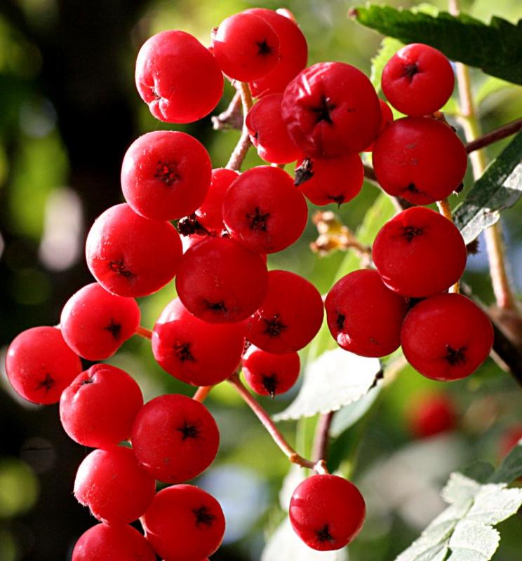 Backlit berries