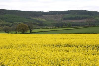 The countryside