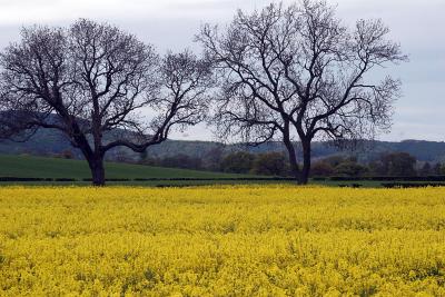 North Yorkshire