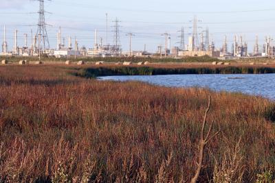 Teesside marshes