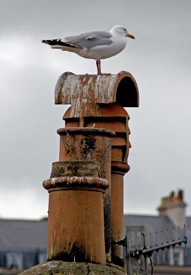 Seagull on chimney