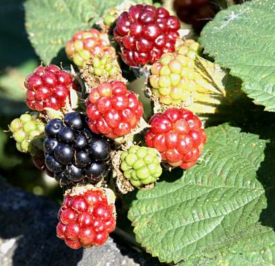 Berries - a sign of the end of summer