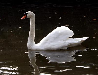 Swan on the canal