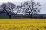 North Yorkshire