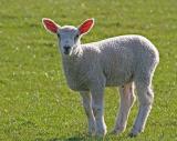 Lamb in Yarm