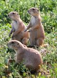 Prarie dogs