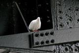 Bird on cast-iron