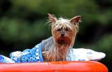 Dog on roof of barge