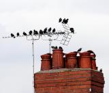 Birds on the TV antenna