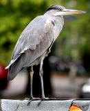 Heron on a boat