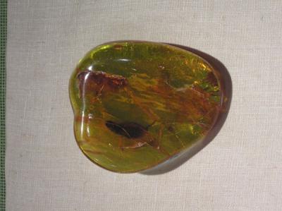 Amber Museum