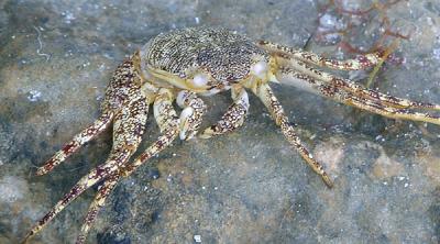 Crab in National Park