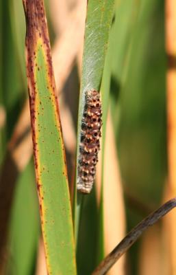 Unknown larva