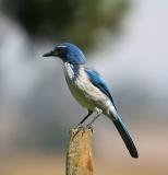 Western Scrub-Jay