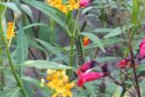 Monarch Caterpillar