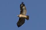 Red-tailed Hawk