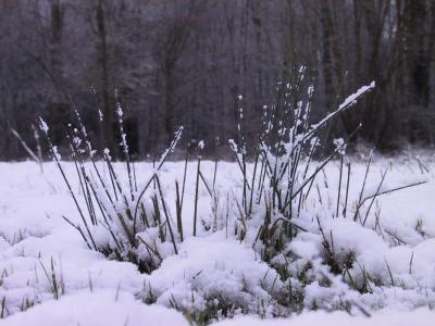 The first snow