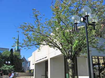 Lamp Pole,Tree and House