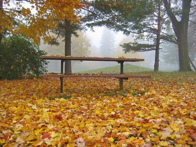 v3/81/575581/3/50424216.IMG1373fall.jpg