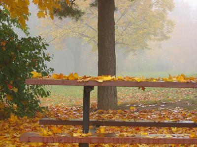 v3/81/575581/3/50424217.IMG1376fall.jpg