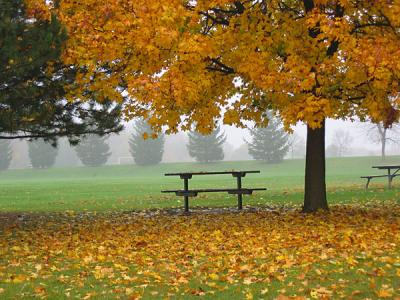 v3/81/575581/3/50424224.IMG1414fall.jpg