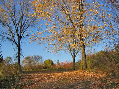 v3/81/575581/3/50424225.IMG1433fall.jpg