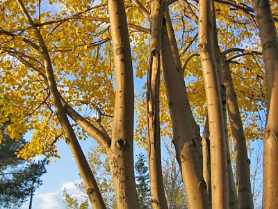 v3/81/575581/3/50424227.IMG1457fall.jpg
