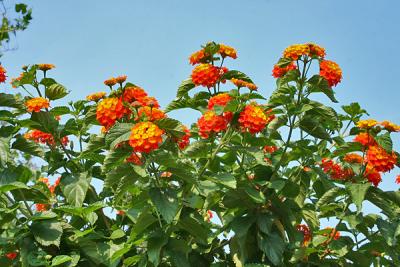 flowers