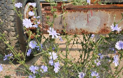 IMG3442rust.jpg