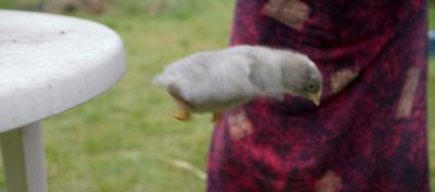 flugginchuckin.jpg