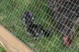 imprisoned.jpg