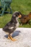 chickstanding.jpg