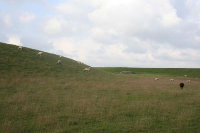 sheeps on dune