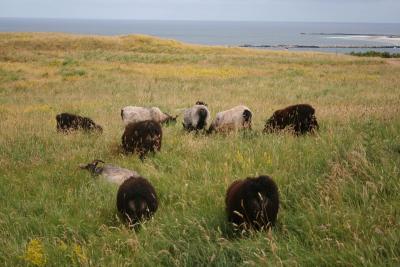 Helgoland sheeps