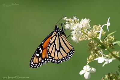 The Monarch, Butterfly Royalty
