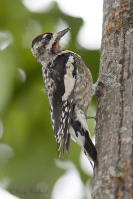 v3/81/596981/3/49439908.YellowBelliedSapsucker.jpg