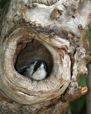 Every feather has to be in the right place