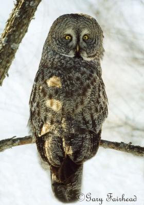 180 Degrees/Great Gray Owl