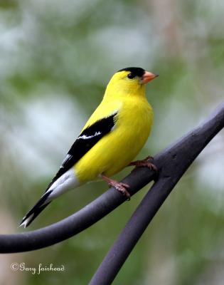 Proud to be an American Goldfinch