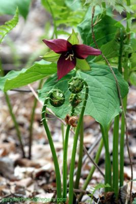 Red Trillium and Fiddleheads