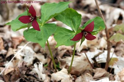 Red-Trilliums