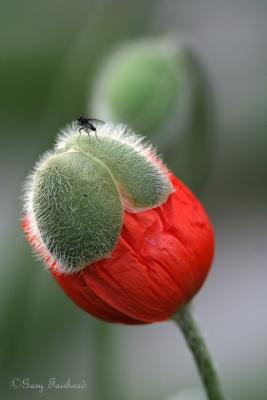 Poppy-Fly.jpg