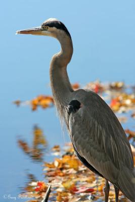 petrie_island_birds_in_ocotober_2005