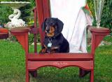 A nominal Dachshund named Phen