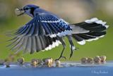 Blue Jays