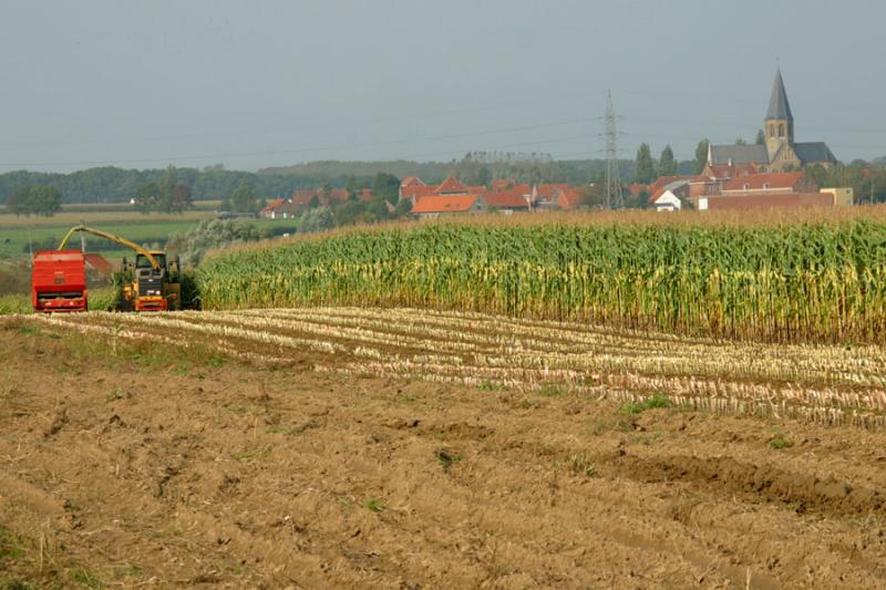 Flanders Fields