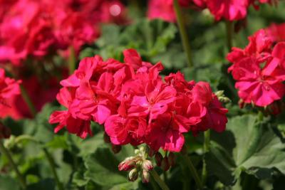 Mostly from Butchart Garden, Victoria in Vancouver